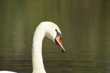 Closeup of white swan head with rippled lake on background
