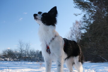 Pies w zimę © topolinskimm