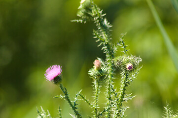 Closeup of spiny plumeless thistle bud with green blurred plants on background