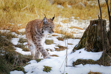 Lynx in early spring. Eurasian lynx, Lynx lynx, walks in rests of snow on forest meadow. Beautiful...