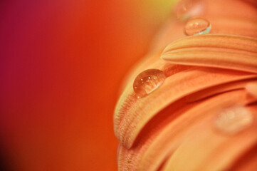 Close-up of a water droplet on an orange gerbera flower petal simple flower head