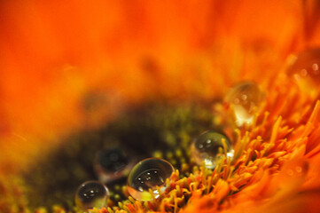 Close-up of a water droplet on an orange gerbera flower petal simple flower head