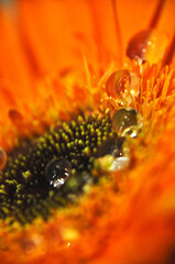 Close-up of a water droplet on an orange gerbera flower petal simple flower head