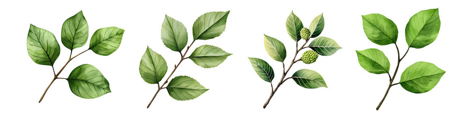 Obraz premium A collection of vibrant leaves showcasing various shapes and shades, perfect for nature-themed projects and designs. Isolated on Transparent Background