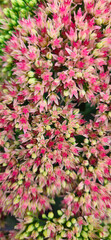 flowers of sedum close-up in an ornamental garden, green and pink flowers, beautiful floral texture for the background