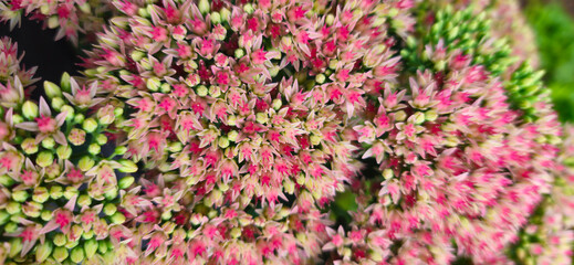 flowers of sedum close-up in an ornamental garden, green and pink flowers, beautiful floral texture for the background
