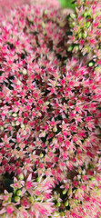 flowers of sedum close-up in an ornamental garden, green and pink flowers, beautiful floral texture for the background