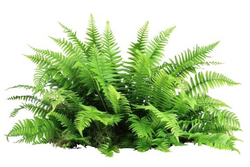 A dense cluster of green ferns against a plain white background