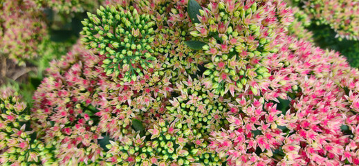 flowers of sedum close-up in an ornamental garden, green and pink flowers, beautiful floral texture for the background