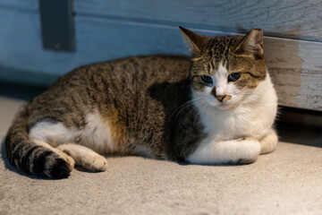 野良猫
