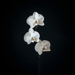 119. A delicate white orchid isolated on a clean black background