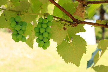 葡萄（ぶどう）