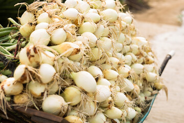 Washed farm heads of onions
