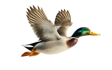Obraz premium Duck fly full body on white background,png