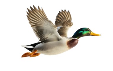 Duck fly full body on white background,png