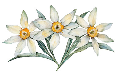 Edelweiss watercolor on white background,png