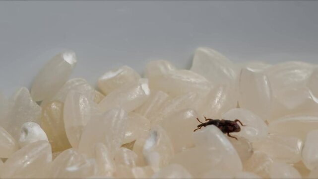 Sitophilus canicollis (rice weevil) on rice.
