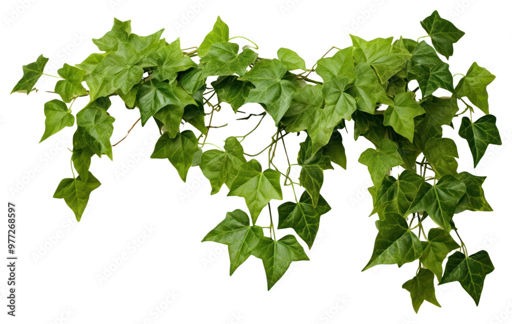 Wall mural png ivy plant leaf white background.