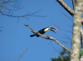 White-throated Toucan (Ramphastos tucanus) in north of Brazilian Amazonian