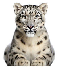 Naklejka premium PNG Leopard wildlife panther animal.