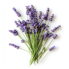 Fototapeta premium 89. A fresh bunch of lavender isolated on a clean white background