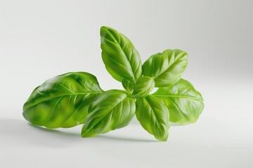 Fototapeta premium A detailed view of a lush green leafy plant on a clean white background, ideal for use in botanical or scientific illustrations