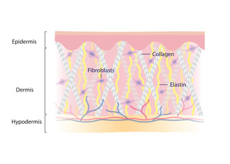 Intact collagen, elastin fibers and fibroblasts with skin layer vector illustration on white background. Formation of young and healthy skin. Synthesis of collagen and elastin are made of fibroblasts.