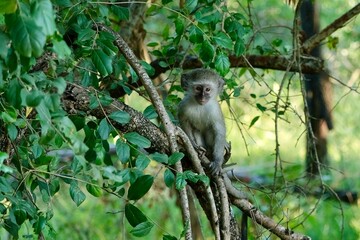Vervet monkey on a branch looking at the camera
