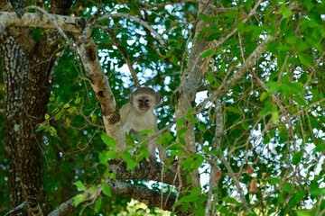 Vervet monkey high up in a tree surrounded by branches and leaves