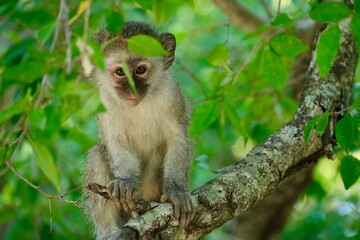 Vervet monkey in a tree, close up, face partly behind a leaf