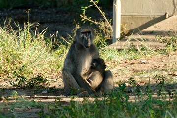 Baboon sitting while taking care of baby baboon, breastfeeding