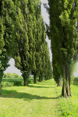 Beautiful avenue with tall green cypress trees