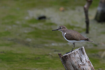 Beautiful Common sandpiper standing on the stump.