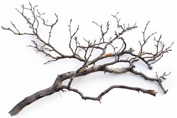 Fototapeta premium Dry tree branches isolated on white background