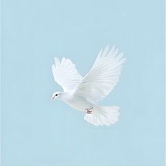 78. A delicate white dove in flight isolated on a pale blue background