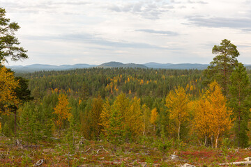 Autumn forest in the Lapland mountains