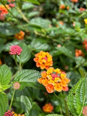 Indian flowers