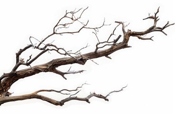Obraz premium Dry tree branches isolated on white background