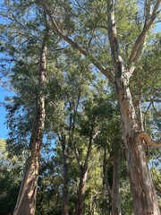 Fototapeta premium Butrint National park nature