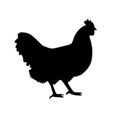 Shadow vector of a chicken