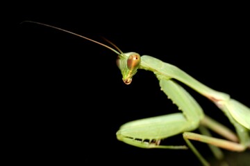 Close-up of a green praying mantis against a black background, showcasing its detailed features