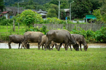 Fototapeta premium animals cows , buffalo, dog and people lifestyle is peaceful and calm in urban life muaeng kong Chiang dao chiangmai thailand 
