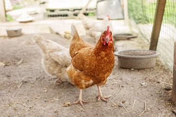 Farming. Brown Hen Standing in Farmyard Enclosure.
