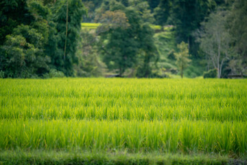 Obraz premium people work at farm produce green rice field as agriculture job in rural life chiangmai thailand