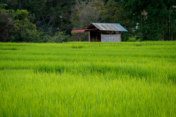 people work at farm produce green rice field as agriculture job in rural life chiangmai thailand