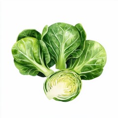 Fototapeta premium Vibrant Green Romaine Lettuce - A Fresh and Nutritious Vegetable