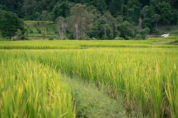 Obraz premium people work at farm produce green rice field as agriculture job in rural life chiangmai thailand
