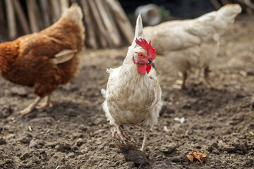 Farming. White Chicken Walking in Dirt Farmyard.