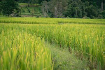 Obraz premium people work at farm produce green rice field as agriculture job in rural life chiangmai thailand