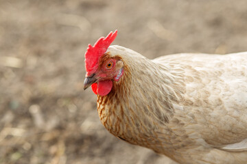 Close-Up of White Chicken in Farmyard. Farming.